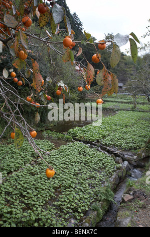 JAPAN Wasabi cultivation, (and persimons) Izu Peninsular. photo by Sean Spraqgue 2008 Stock Photo