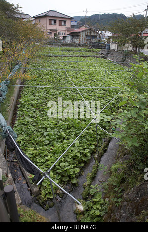 JAPAN Wasabi cultivation, Izu Peninsular. photo by Sean Spraqgue 2008 Stock Photo