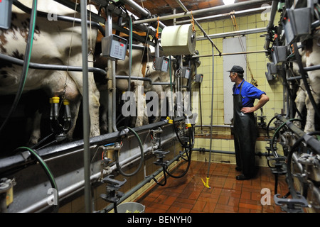 Milker and cows (Bos taurus) with udders attached to automatic milking machine in the milking parlor at dairy farm Stock Photo