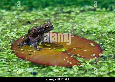Juvenile common toad (Bufo bufo) floating on lily pad in pond Stock Photo