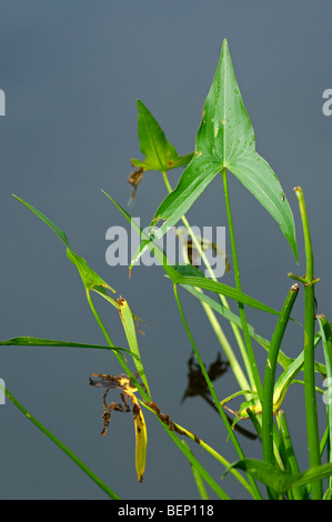 Arrowhead (Sagittaria sagittifolia) growing at the water's edge along pond Stock Photo