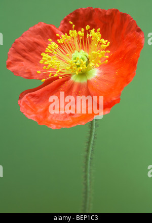 Contrasting orange of Iceland Poppy (Papaver Nudicaule) against green background Stock Photo