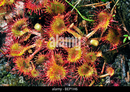 Common sundew / round-leaved sundew (Drosera rotundifolia) growing in bog