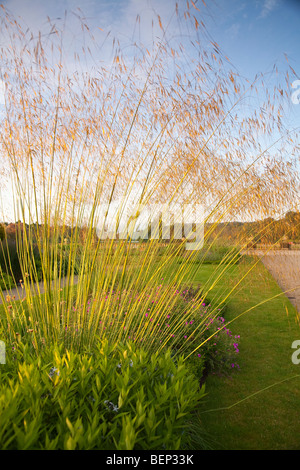 Stipa Gigantea in the Italian garden Trentham Gardens Stoke on Trent Staffordshire Stock Photo