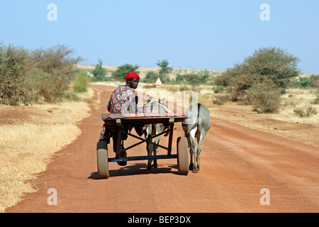 Man on cart pulled by donkeys (Equus asinus) on dirt road from Duenza to Timbuktu, Mali, West Africa Stock Photo