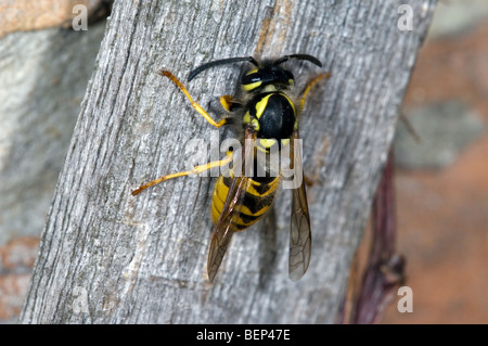 Common wasp (Vespula vulgaris) scraping off wood for nest building Stock Photo