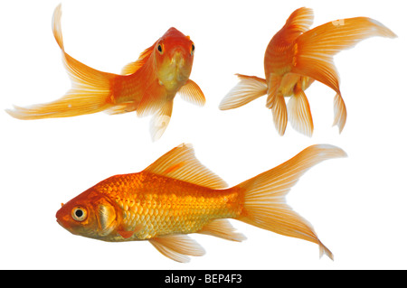 Assorted Gold Fish swimming isolated on a white background Stock Photo