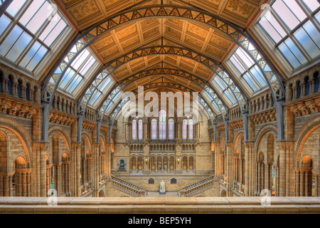 Interior of the Natural History Museum in London. Stock Photo
