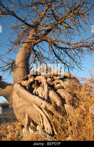 Baobab tree (Adansonia digitata) on Kubu Island in the Makgadikgadi Pan area of Botswana, Southern Africa Stock Photo