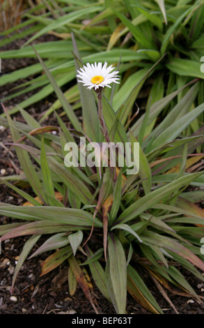 Banks Peninsula Daisy, Akaroa Daisy, Celmisia mackaui, Asteraceae, New Zealand. Syn. Celmisia coriacea. Naturally Uncommon. Stock Photo