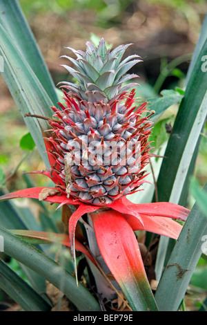Pineapple plant showing fruit (Ananas comosus), Togo, West Africa Stock Photo