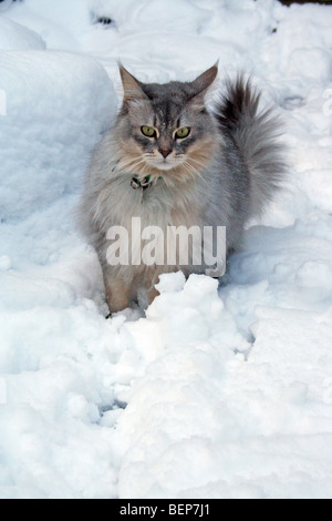 cat in snow Stock Photo