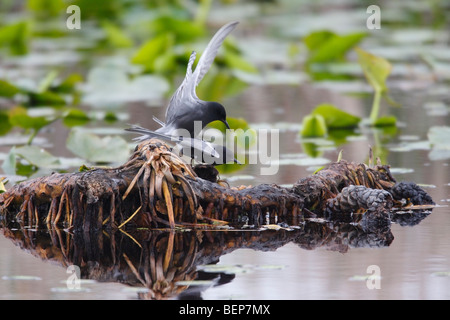 Black Tern (Chlidonias niger surinamensis), male and female in breeding plumage mating. Stock Photo