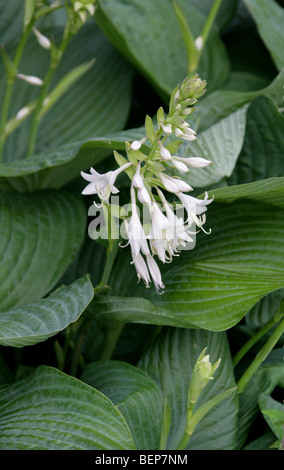 Hosta aka Corfu Lily, the Day Lily, or the Plantain Lily, Hosta sp., Asparagaceae (Hostaceae, Liliaceae), Asia Stock Photo