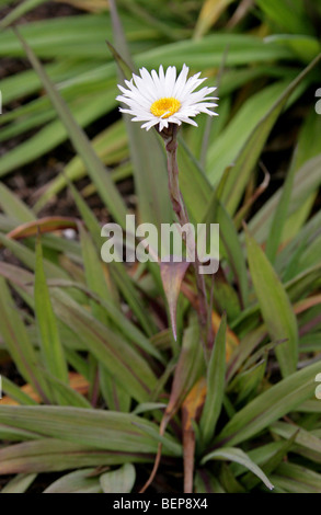 Banks Peninsula Daisy, Akaroa Daisy, Celmisia mackaui, Asteraceae, New Zealand. Syn. Celmisia coriacea. Naturally Uncommon. Stock Photo