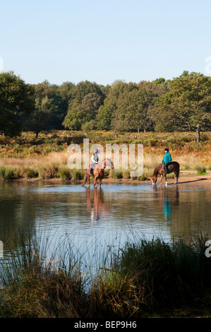 Horses drinking water from Pen Pond Richmond Park Surrey UK Stock Photo