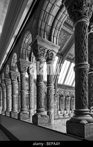 Interior of the Natural History Museum in London. Stock Photo