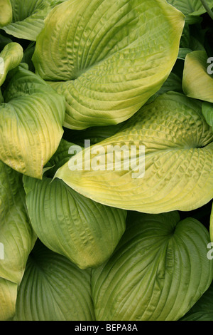 Hosta aka Corfu Lily, the Day Lily, or the Plantain Lily, Hosta sp., Asparagaceae (Hostaceae, Liliaceae), Asia Stock Photo