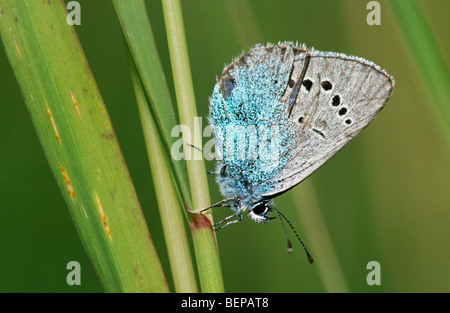 Green-underside blue (Glaucopsyche alexis) on stalk, France Stock Photo