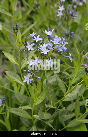 Eastern Bluestar, Amsonia tabernaemontana var salicifolia, Apocynaceae, North America Stock Photo