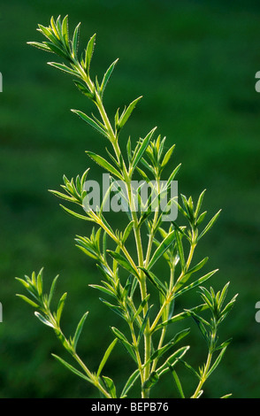 Summer savory (Satureja hortensis) Stock Photo
