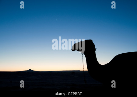 Silhouette of a camel in the desert in Egypt Stock Photo