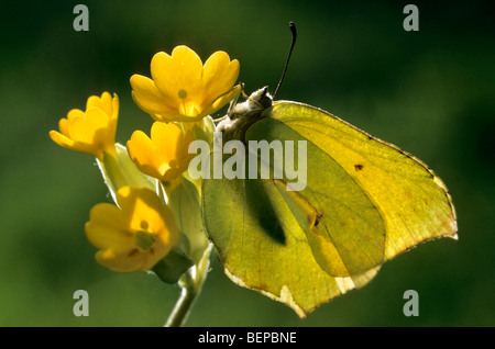 Brimstone butterfly (Gonepteryx rhamni) on oxlip, Belgium Stock Photo