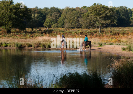 Horses drinking water from Pen Pond Richmond Park Surrey UK Stock Photo