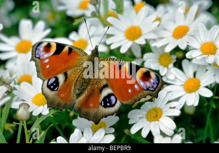 Peacock butterfly (Inachis io) on daisy, Belgium Stock Photo