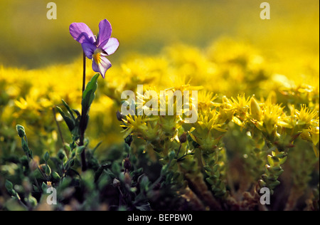 Seaside pansy (Viola curtisii) among Wallpepper / Biting stonecrop (Sedum acre) in flower Stock Photo