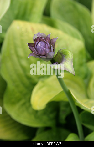 Hosta aka Corfu Lily, the Day Lily, or the Plantain Lily, Hosta sp., Asparagaceae (Hostaceae, Liliaceae), Asia Stock Photo