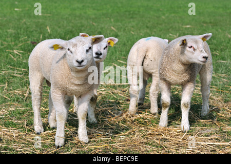 White sheep lambs (Ovis aries) in grassland Stock Photo