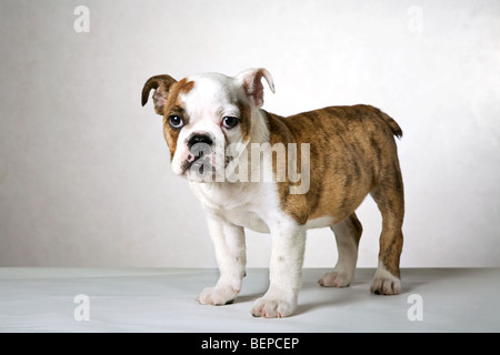 Cute English bulldog pup, UK Stock Photo