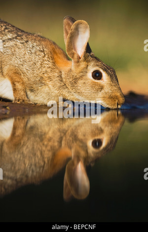 Eastern Cottontail (Sylvilagus floridanus), adult drinking, Rio Grande Valley, Texas, USA Stock Photo