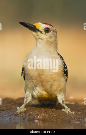 Golden-fronted Woodpecker (Melanerpes aurifrons), male drinking, Rio Grande Valley, Texas, USA Stock Photo
