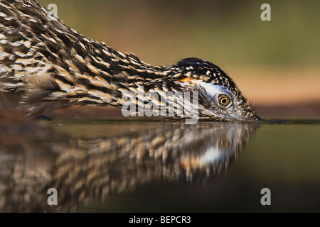Greater Roadrunner (Geococcyx californianus),adult drinking, Starr County, Rio Grande Valley, Texas, USA