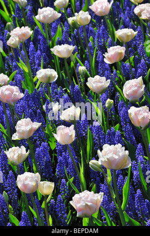 Colourful tulips (Tulipa sp.) and hyacinths in flower garden of Keukenhof in spring near Lisse, Holland, the Netherlands Stock Photo