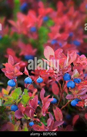 Blueberries in the fall near Park Butte in the Mount Baker Wilderness Stock Photo