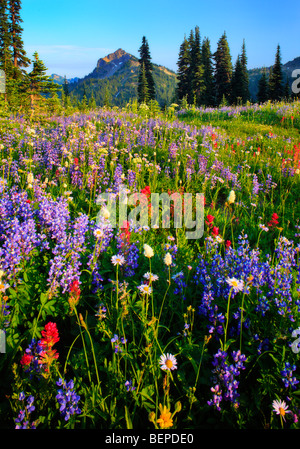 Blanket of wildflowers Stock Photo