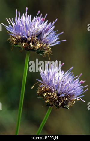 Sheep's Bit / Sheep Scabious (Jasione montana) in flower Stock Photo