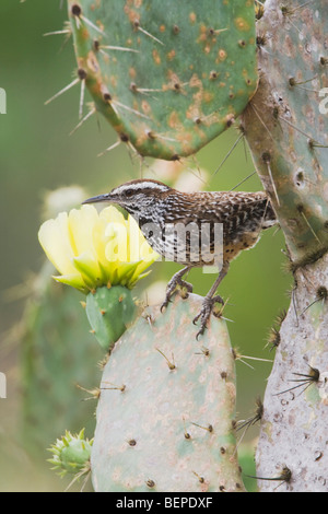 Cactus Wren (Campylorhynchus brunneicapillus), on Texas Prickly Pear Cactus (Opuntia lindheimeri), Rio Grande Valley, Texas Stock Photo