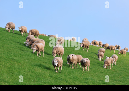 Domestic Texel sheep (Ovis aries) fock grazing in grassland on dike, The Netherlands Stock Photo