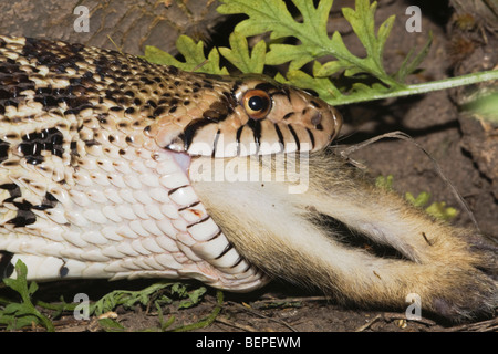 Bullsnake (Pituophis catenifer sayi), adult eating Eastern Cottontail (Sylvilagus floridanus), Rio Grande Valley, Texas, USA Stock Photo