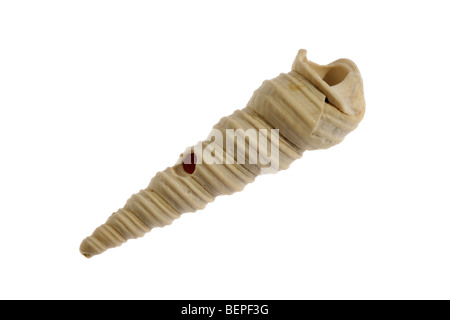 Turret-shell / Auger shell / common tower shell (Turritella communis ...