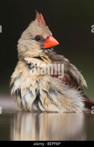 Northern Cardinal (Cardinalis cardinalis),female bathing, Rio Grande Valley, Texas, USA Stock Photo