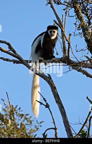 Eastern black and white colobus monkey / mantled guereza (Colobus guereza) in tree, Mount Kenya, East Africa Stock Photo