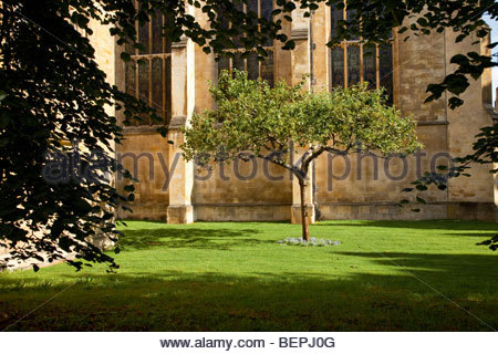 Newton Apple Tree, Trinity College Cambridge Stock Photo: 88225206 - Alamy