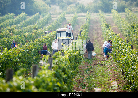 Grape harvest in the Balaton vineyards - Balaton-Fely, Hungary Stock Photo