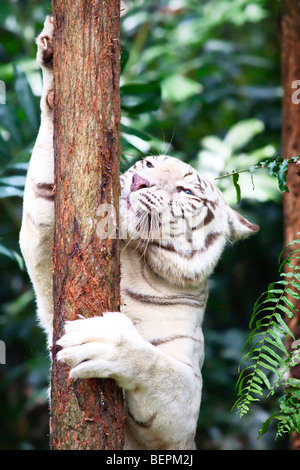 Portrait of a Bengal White Tiger Stock Photo