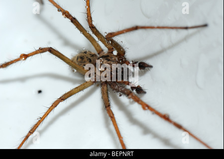 House spider (Tegenaria gigantea) in a kitchen sink and slightly wet